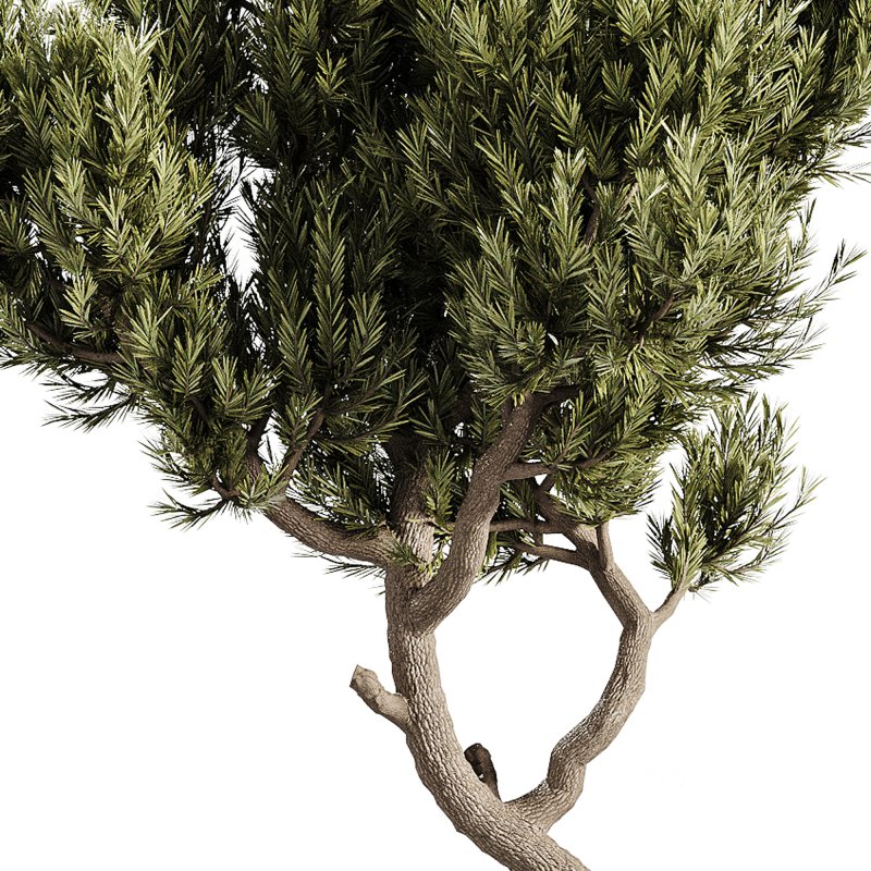 indoor plants – 63 plant in pot Image 3