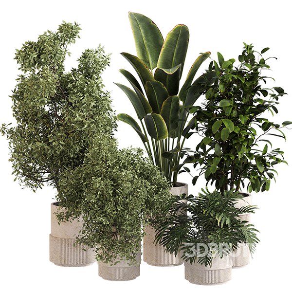 Indoor Plant Set 0154 Image 1