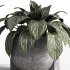 Indoor plant set with plant tree concrete dirt vase 02 - Thumbnail 2