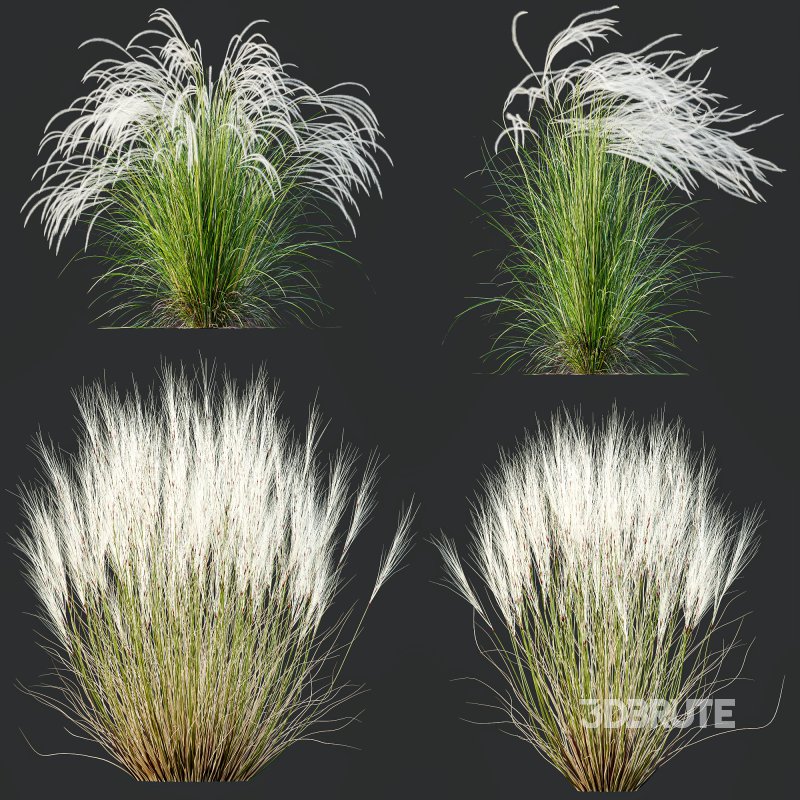ntal grasses that elevate any exterior or landscape visualization with their delicate motion and architectural grace. This set features two species renowned for their feather-like texture and dynamic forms: Image 7