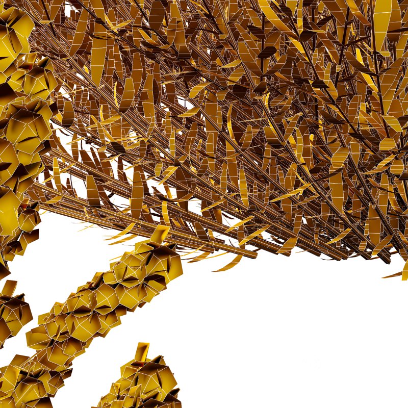 plant bush Flower Lavandula pedunculata 03 Image 7