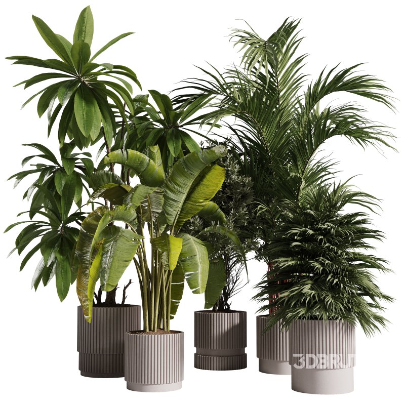 Indoor Plants collection – 72 Plants in pot Image 3
