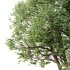 AV Plants Celtis laevigata Sugarberry Hackberry03 - Thumbnail 2