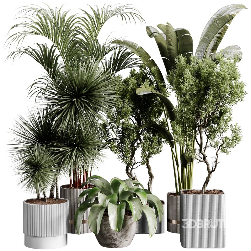 indoor plants 109 – plant collections in pot Image 10
