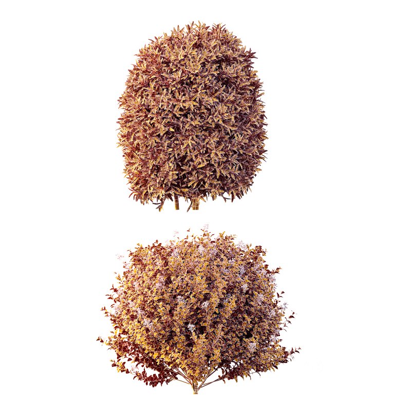 AV Phillyrea Angustifolia Rosemarinifolia and Ligustrum Ovalifolium Argenteum Aureum Image 9