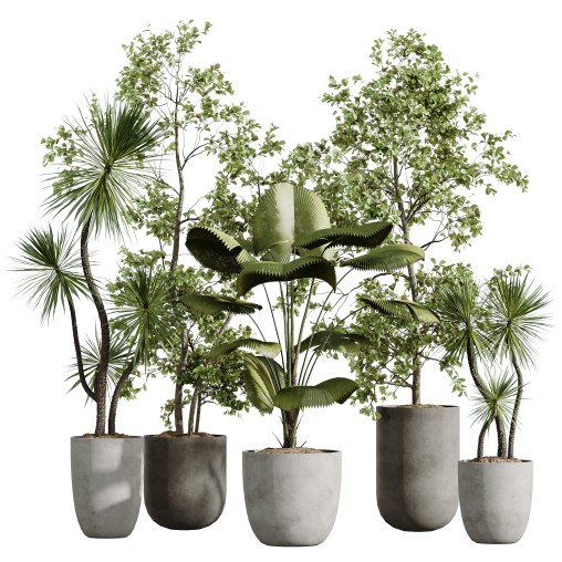 AV Indoor Plants Set 268 Licuala Palm and Yucca Aloifolia Rostrata and Mission Olive