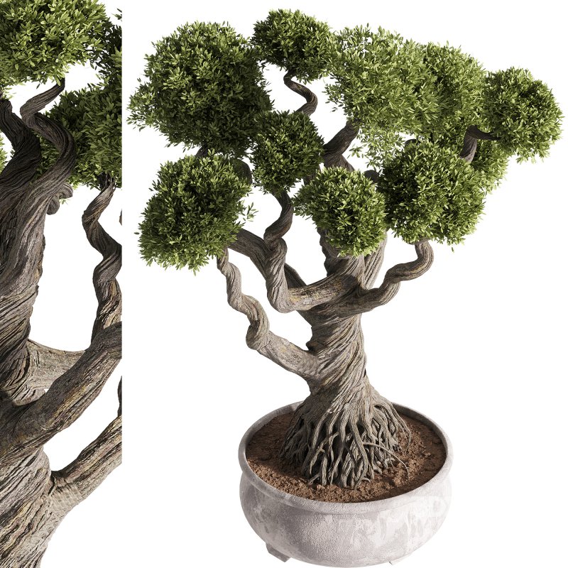 indoor plants – 48 plant in pot Image 1