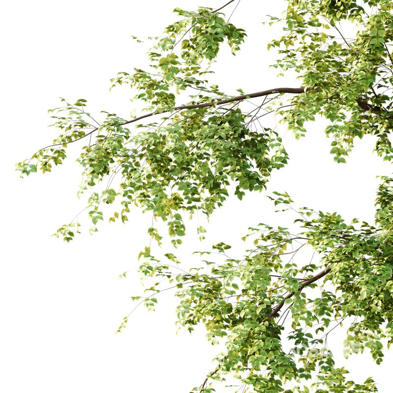 Alder Tree 03 Image 1