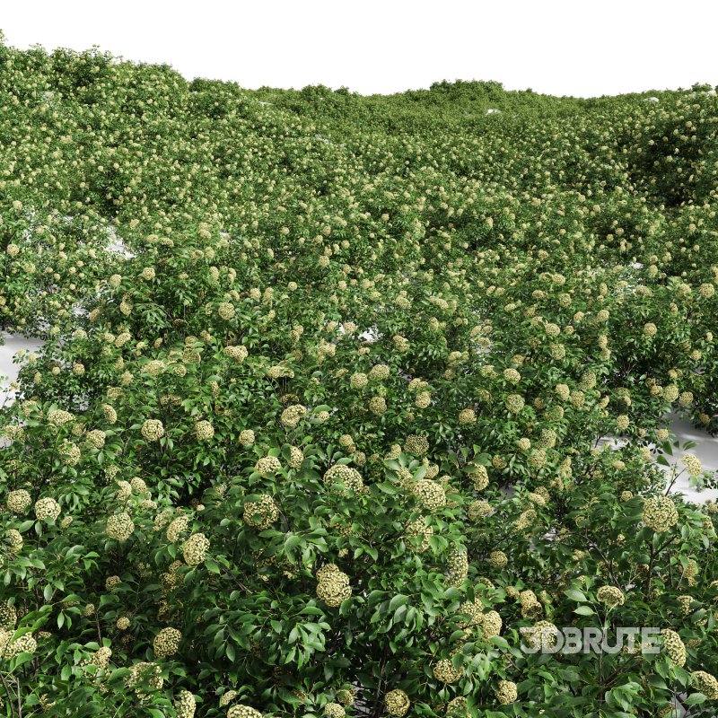 AV spring bushes Sambucus Nigra and Rhapis Excelsa Image 7