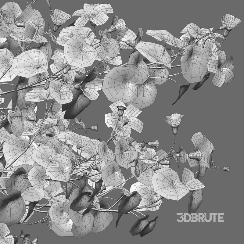 Alyogyne huegelii – Blue Hibiscus 01 Image 6