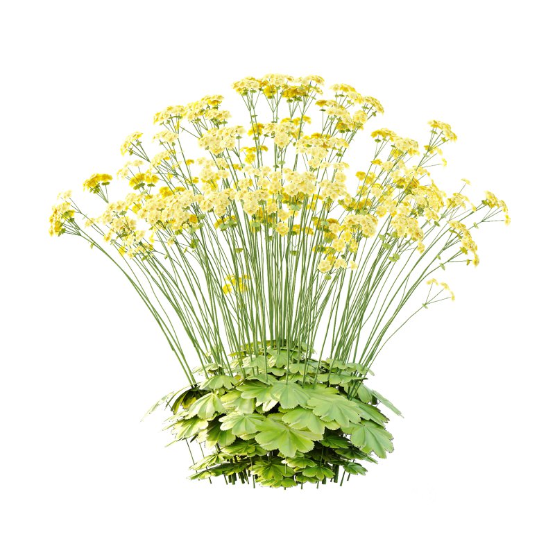 Alchemilla mollis flower Plant 03 Image 5