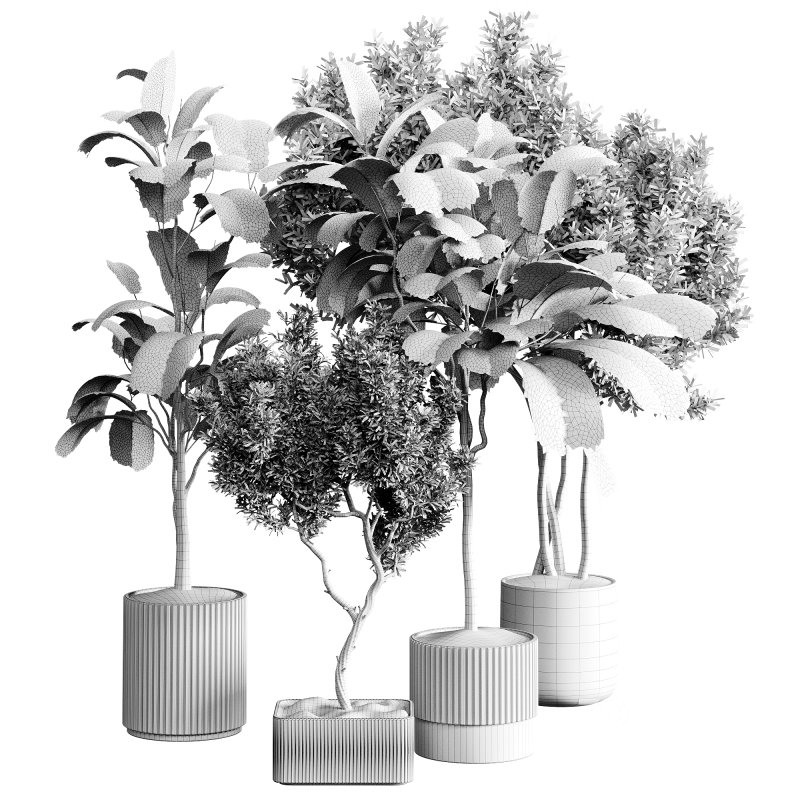 indoor plants 120 – plant collections in pot Image 6