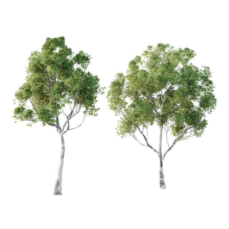 Sydney Blue Gum Tree 08 Image 2