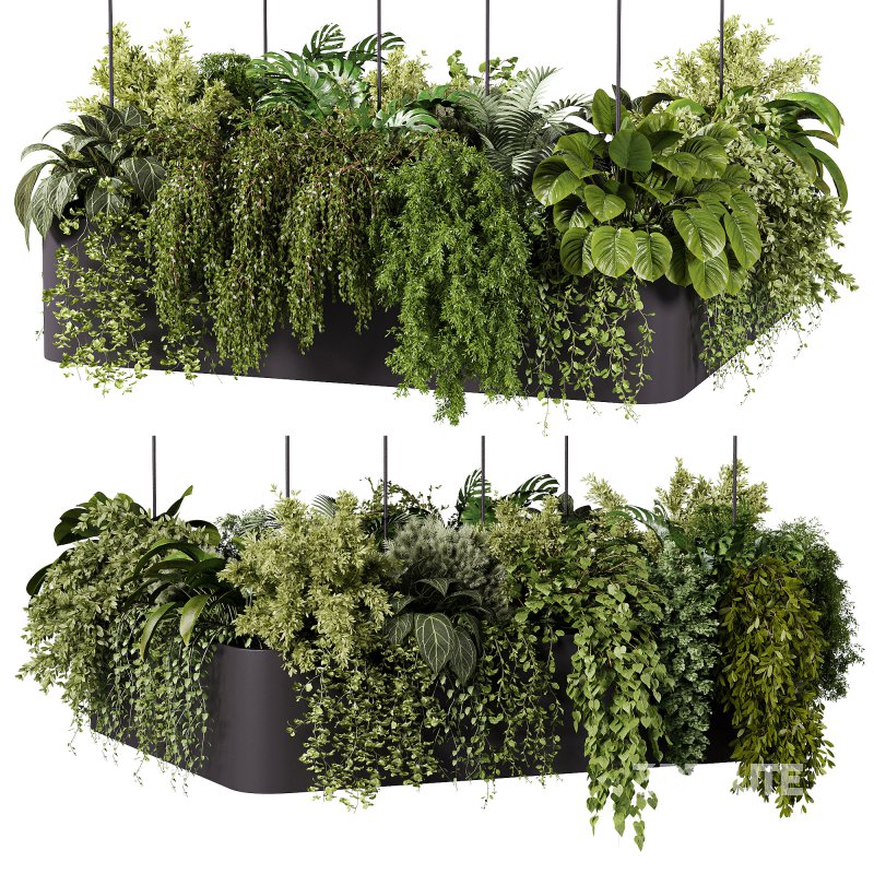 indoor plants – 64 Hanging indoor plant Image 3