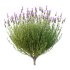 plant bush Flower Lavandula Stoechas 01 - Thumbnail 2