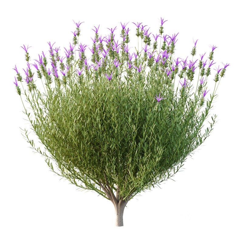 plant bush Flower Lavandula Stoechas 01 Image 2