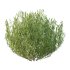 plant bush Lavandula pedunculata 01 - Thumbnail 4