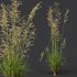 ntal grasses—**Celtica gigantea** (Golden Oats Grass) and **Nassella tenuissima** (Mexican Feather Grass)—curated for naturalistic, windswept landscapes and high-end 3D visualizations. - Thumbnail 11