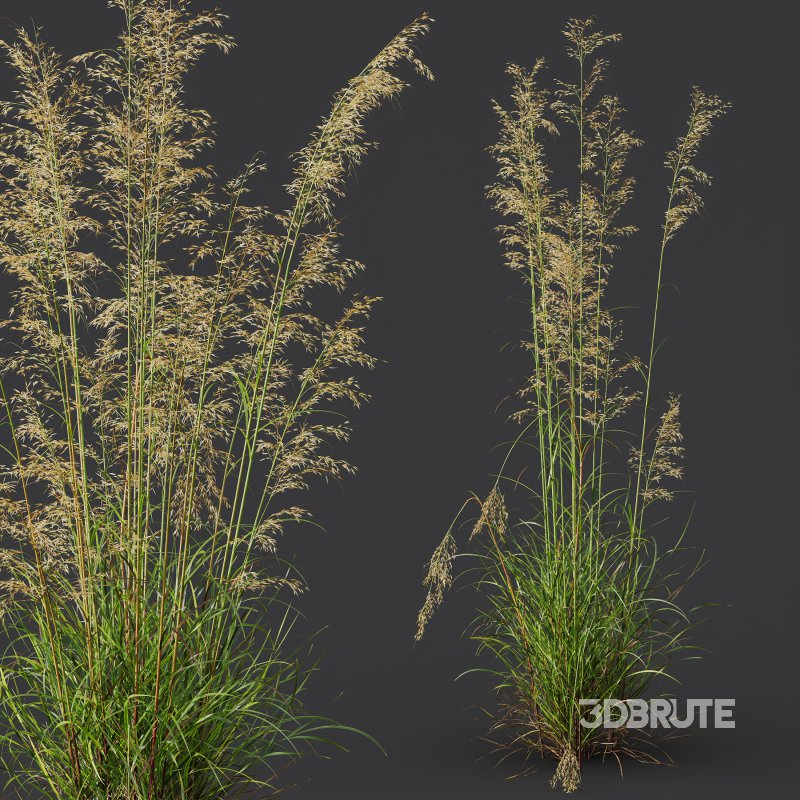 ntal grasses—**Celtica gigantea** (Golden Oats Grass) and **Nassella tenuissima** (Mexican Feather Grass)—curated for naturalistic, windswept landscapes and high-end 3D visualizations. Image 11