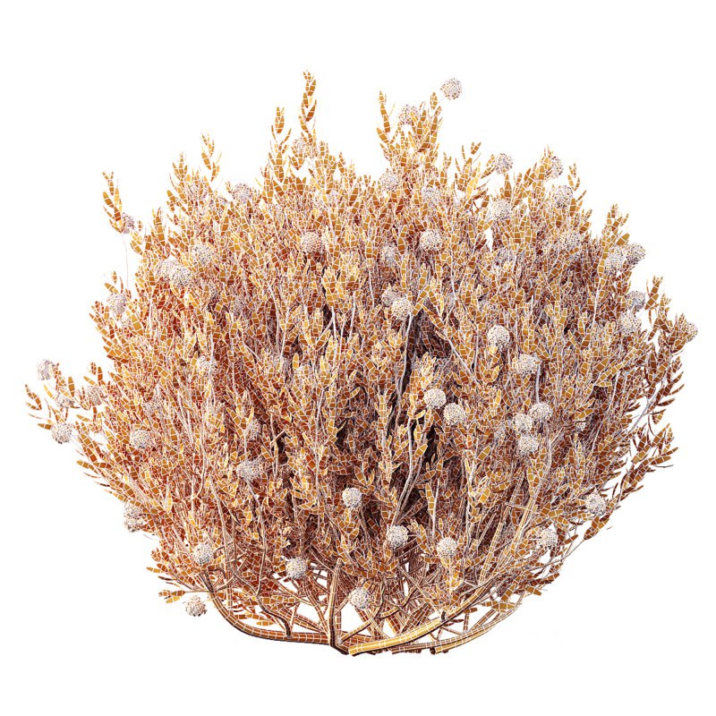 AV Spring flowering shrubs Nerium Rose Pink and Ixora Jasmine Coccinea Red Yellow Image 7