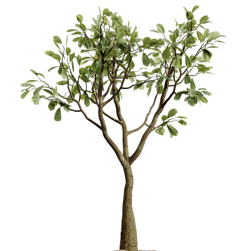 AV Indoor Plants Set 275 Mega Pack Yucca Areca Palm Japandi Ficus Image 5