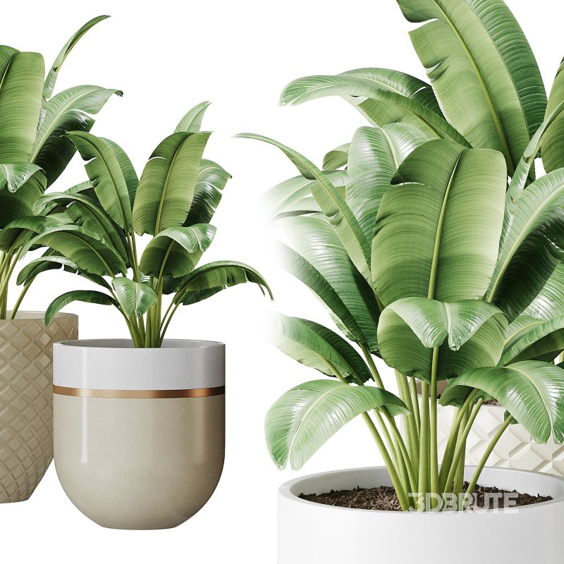 Spathiphyllum wallisii flower Image 6