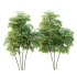 AV 8 different trees Bamboo Bambusoideae and Celtis Australis - Thumbnail 3