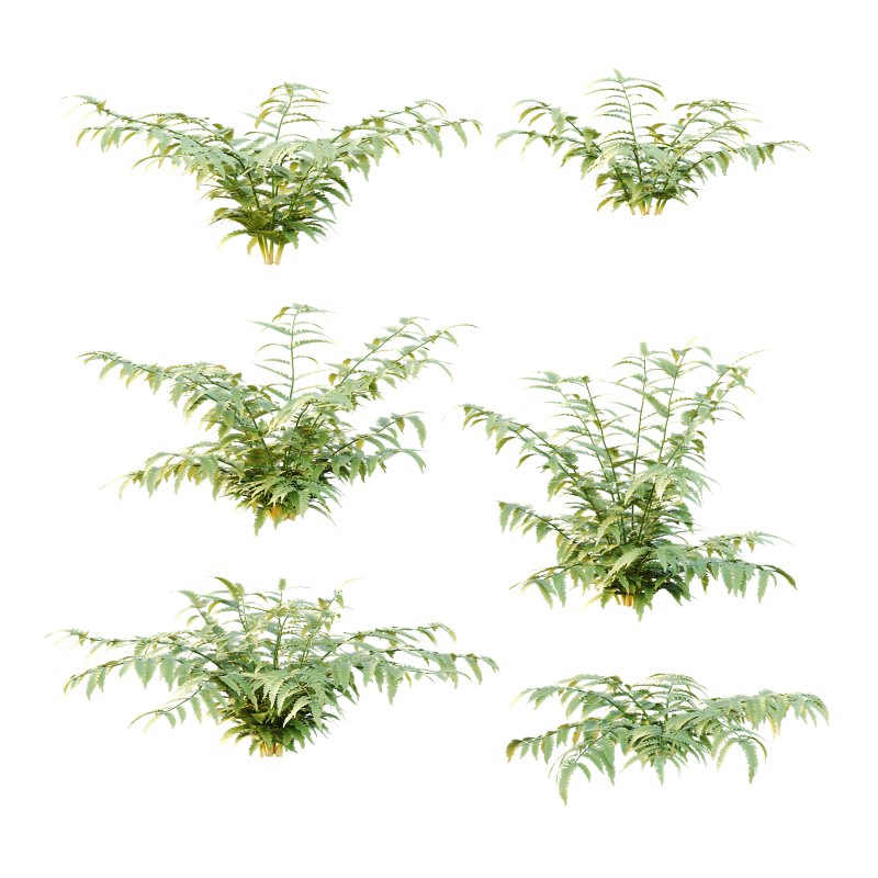 Macrothelypteris torresiana Fern bush 03 Image 1