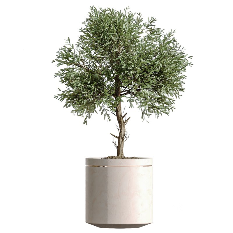 AV Indoor Plants Set 274 Olive Mission and Calathea Lutea and Lemon Lime Cane Dragon Image 5