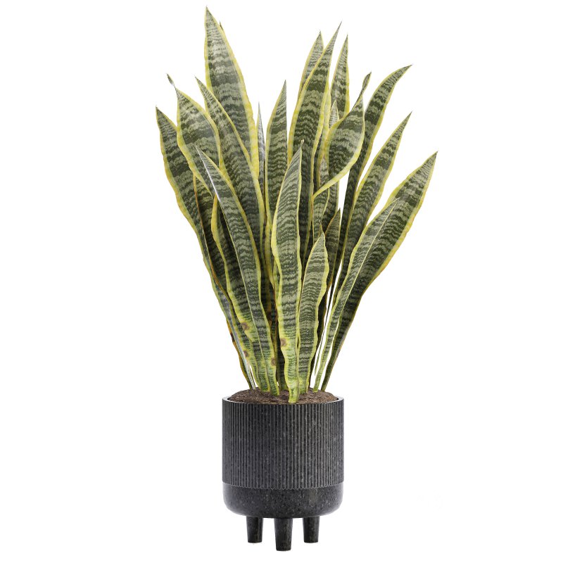Indoor Plant 05-Sansevieria Plant Image 2