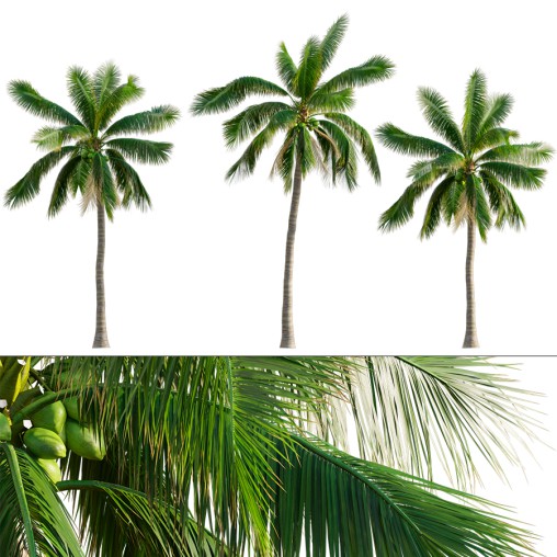 Cocos nucifera – Coconut 02