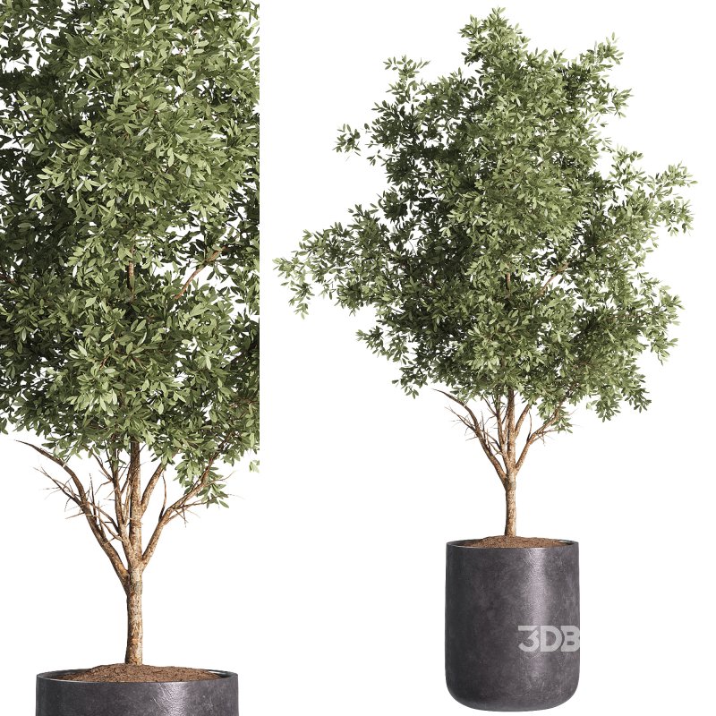 indoor plants – 32 plants in pot Image 2