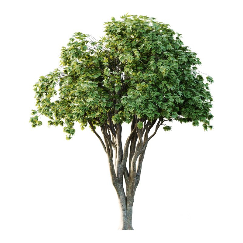 Acer Pseudoplatanus spring trees 05 Image 2