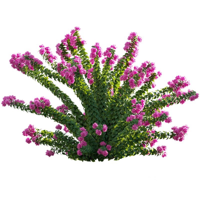 Bougainvillea – Paper Flower 01 Image 2