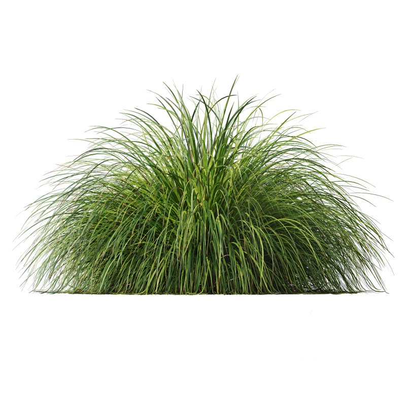 ntal grass native to moist meadows across Europe and western Asia. Its arching lime-yellow blades form dense mounds that shimmer in the light, offering a soft, flowing texture ideal for borders, ground covers, and contemporary garden compositions. Image 1