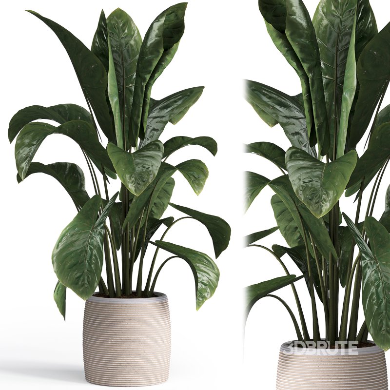 Indoor plant set 05 Image 2