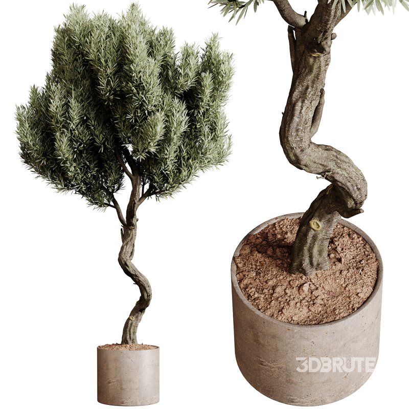 Indoor plants 79 – Plant in pot Image 2