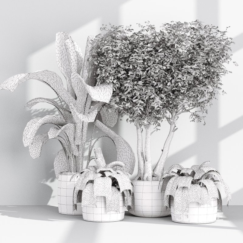 Indoor Collection plants 04 Image 5