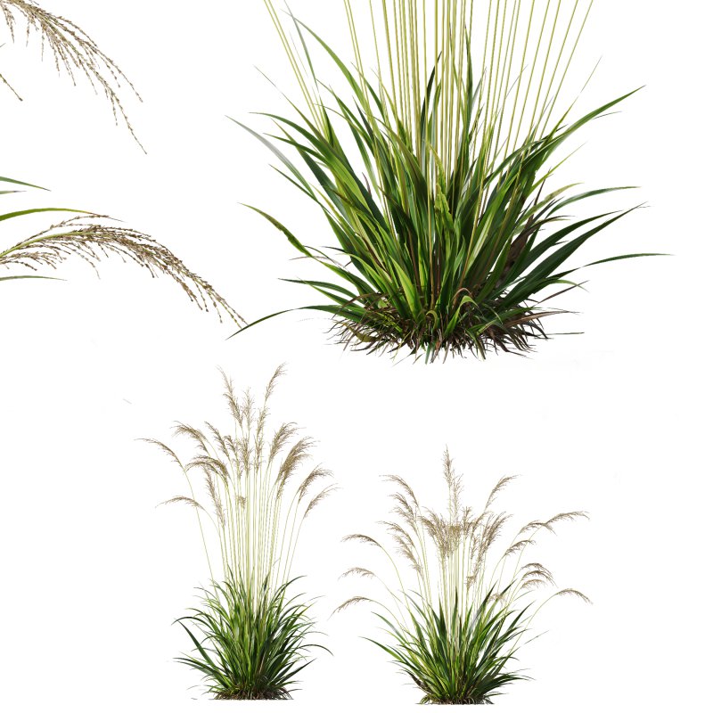 AV Molinia Caerulea Heidebraut Kleines Pfeifengras grasses Image 1