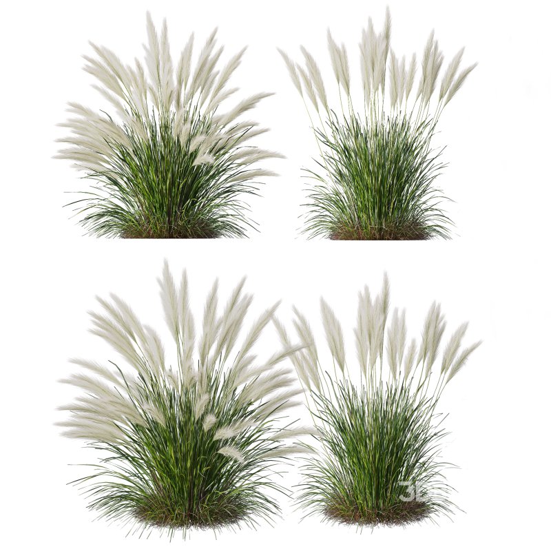 ntal grasses—**Nassella tenuissima**, also known as Mexican Feather Grass, and **Carex elata ‘Aurea’**, a golden sedge celebrated for its radiant chartreuse foliage. Image 6