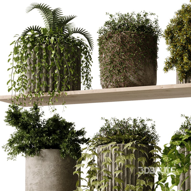 indoor plants – 29 hanging plant in pot Image 1