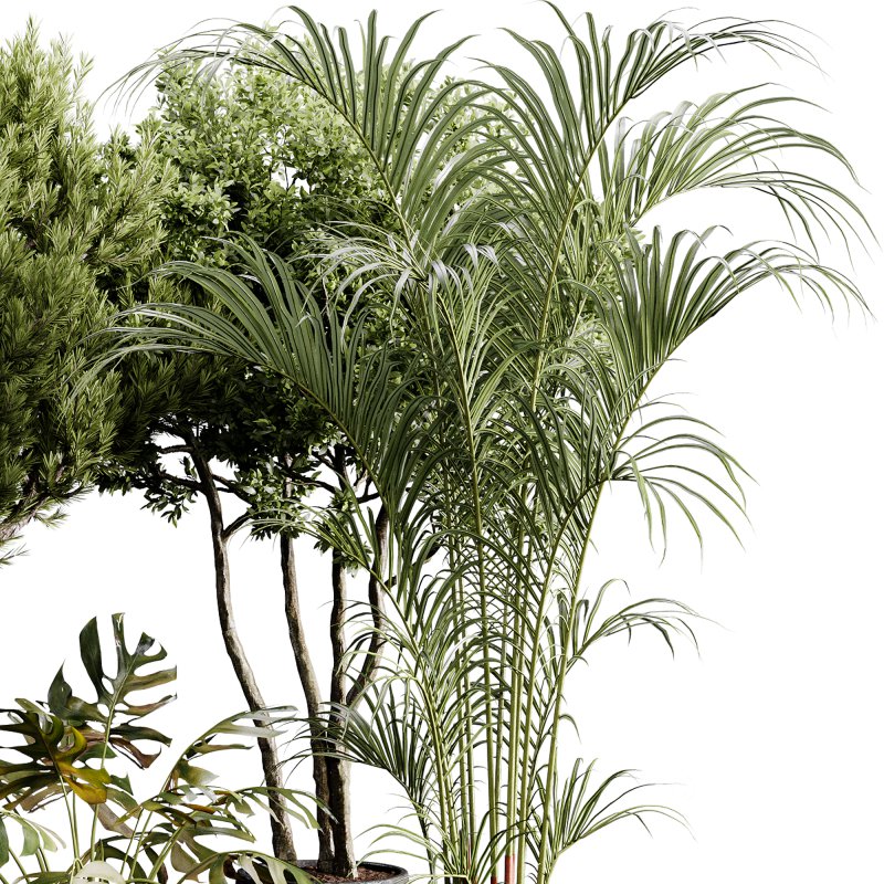 indoor plants 122 – plant collections in pot Image 3