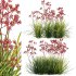 Anigozanthos flavidus – Kangaroo Paw 04 - Thumbnail 1