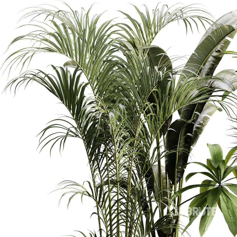 indoor plants 124 – plant collections in pot Image 3