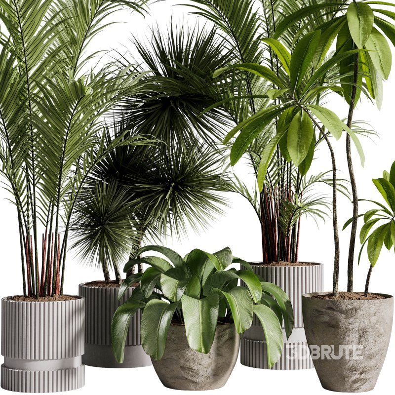 Indoor Plants collection – 71 Plants in pot Image 1