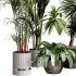 indoor plants 124 – plant collections in pot - Thumbnail 1
