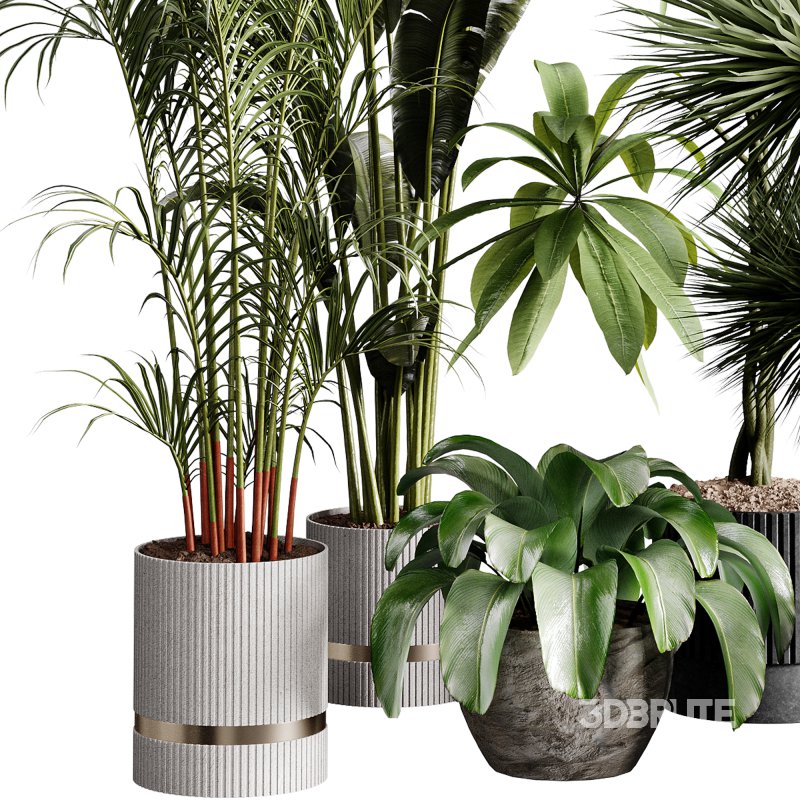 indoor plants 124 – plant collections in pot Image 1