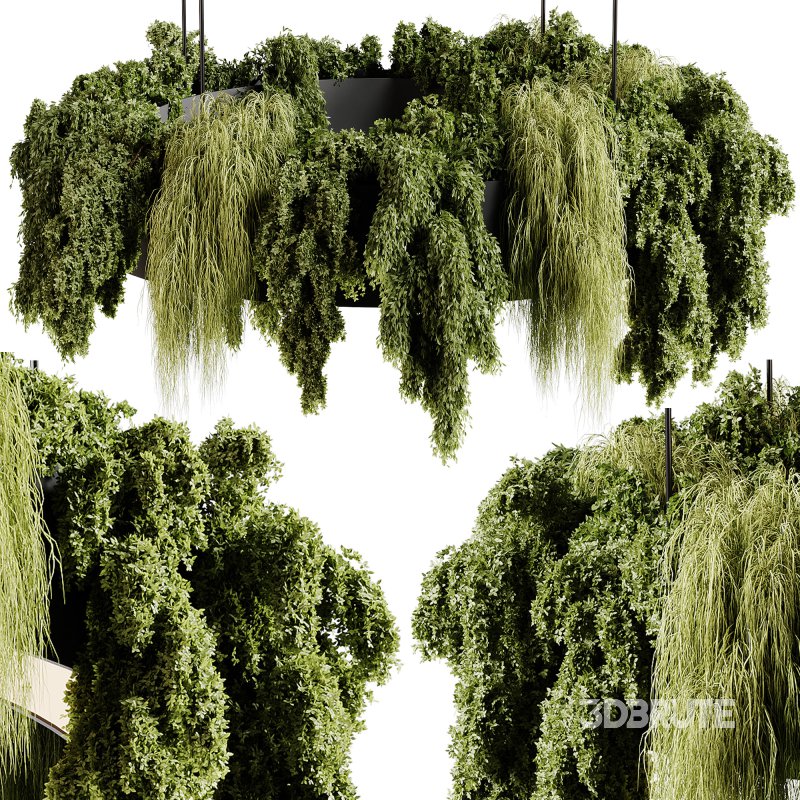 indoor plants 92- Hanging indoor plant Image 3