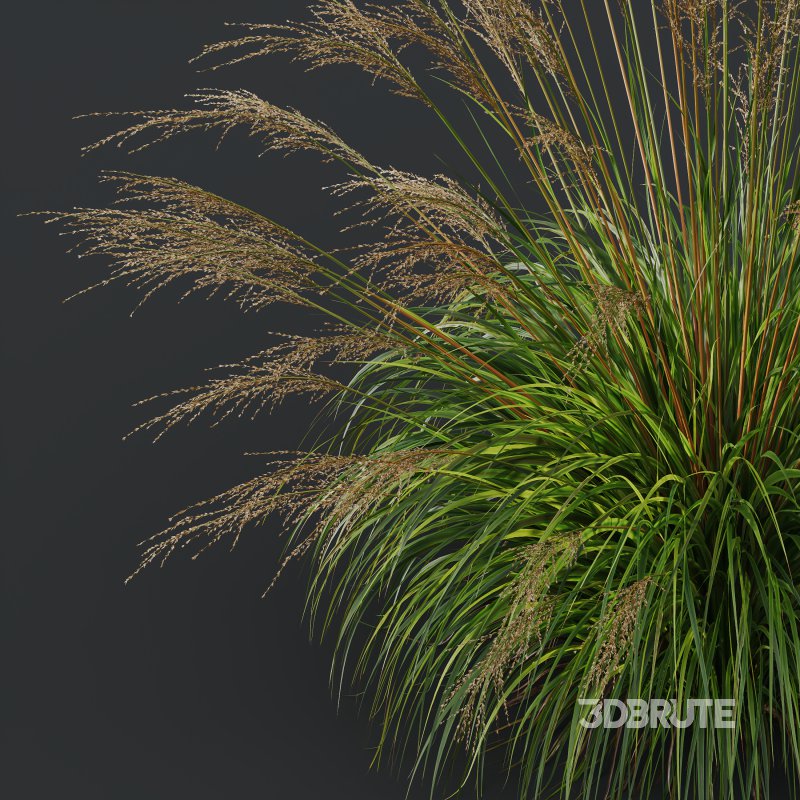 AV Molinia Caerulea Heidebraut Kleines Pfeifengras grasses Image 5