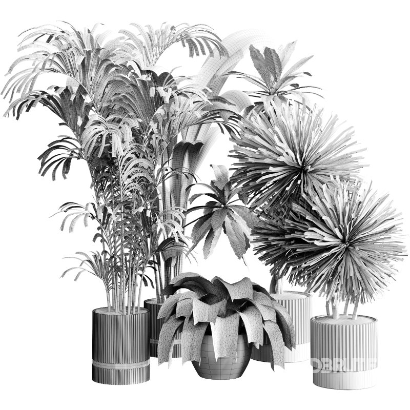 indoor plants 124 – plant collections in pot Image 4
